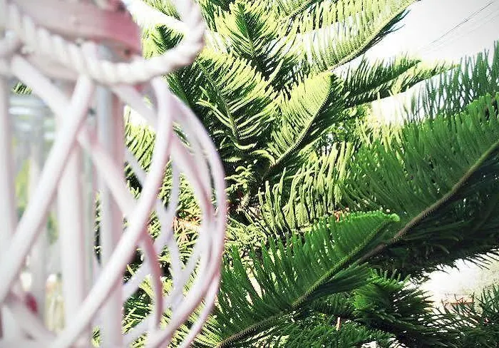 Airport Deluxe Nocleg ze śniadaniem Fiumicino